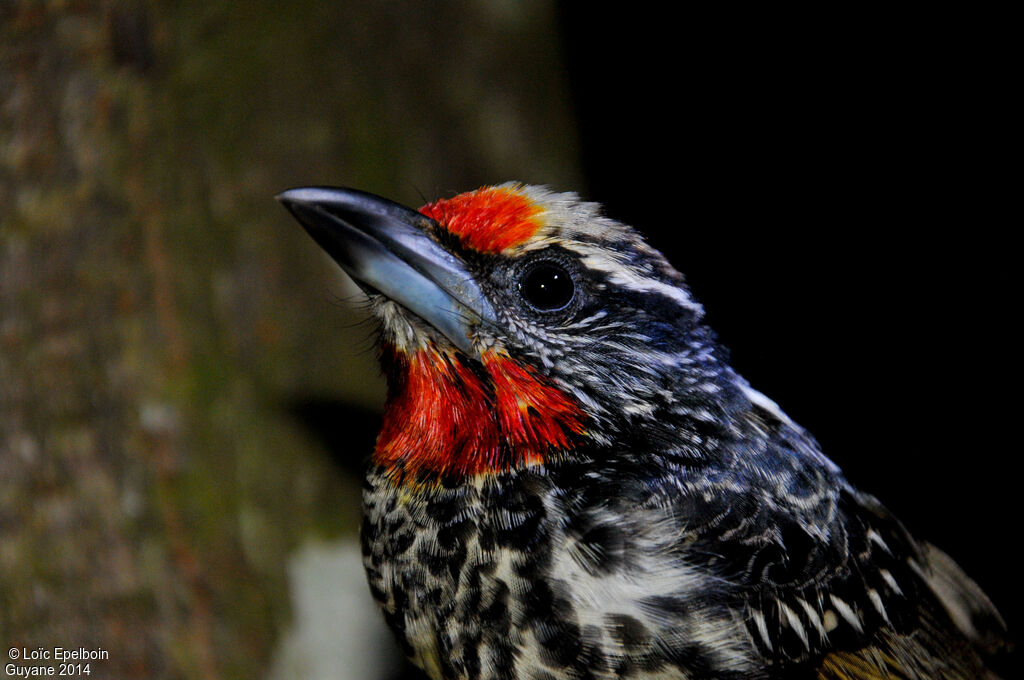 Black-spotted Barbet