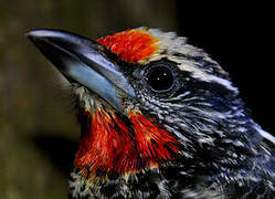 Black-spotted Barbet