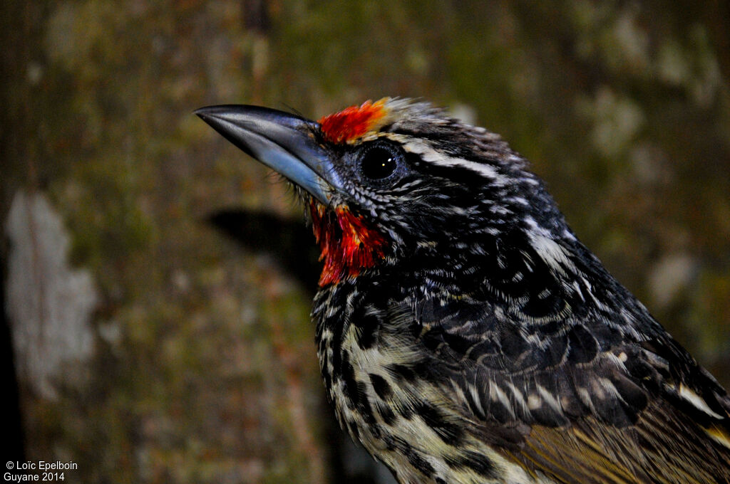 Black-spotted Barbet