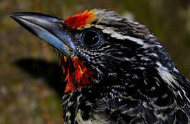 Black-spotted Barbet