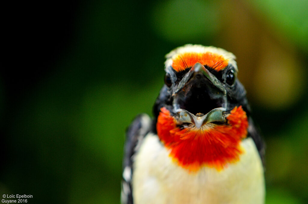 Black-spotted Barbet