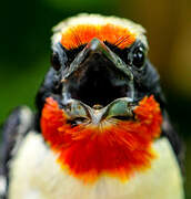 Black-spotted Barbet