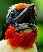 Black-spotted Barbet