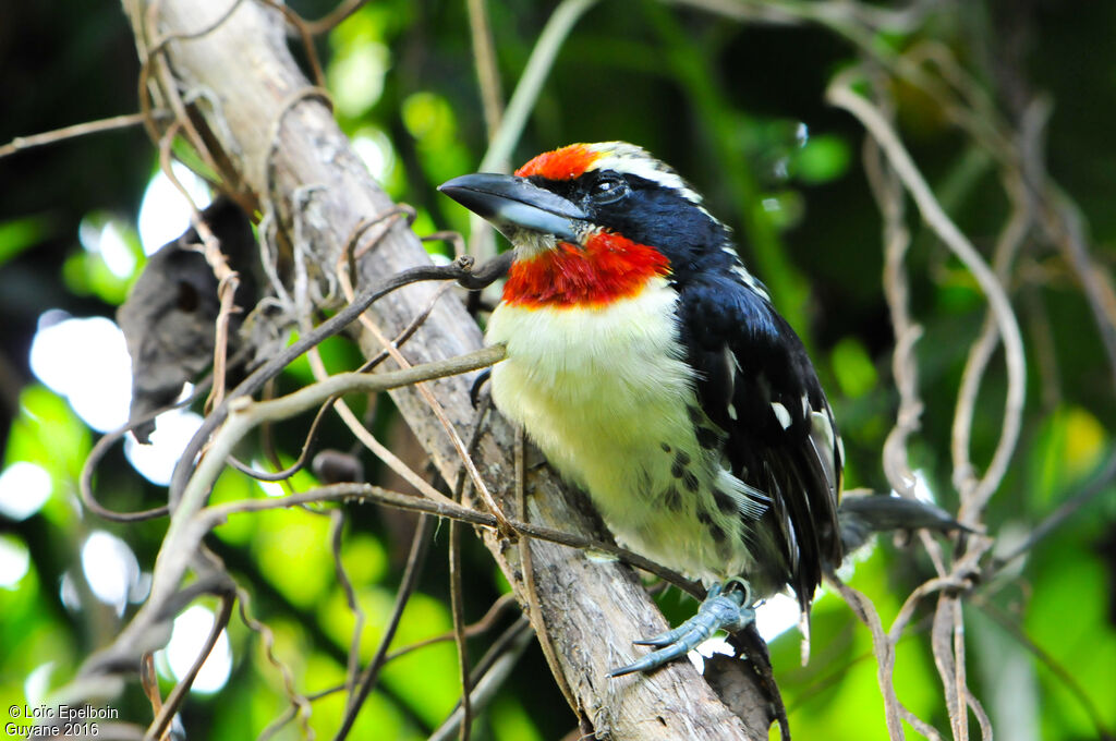 Black-spotted Barbet