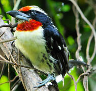 Black-spotted Barbet