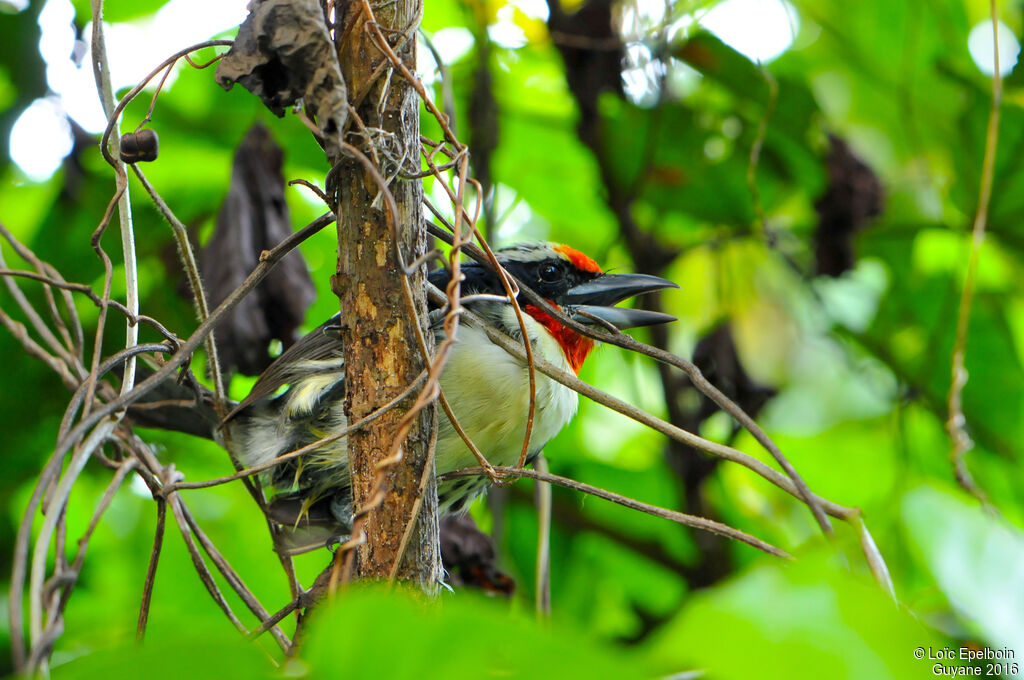 Black-spotted Barbet