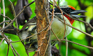 Black-spotted Barbet