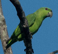 Short-tailed Parrot