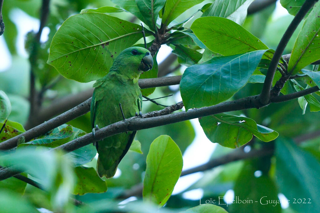 Short-tailed Parrot