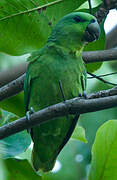 Short-tailed Parrot