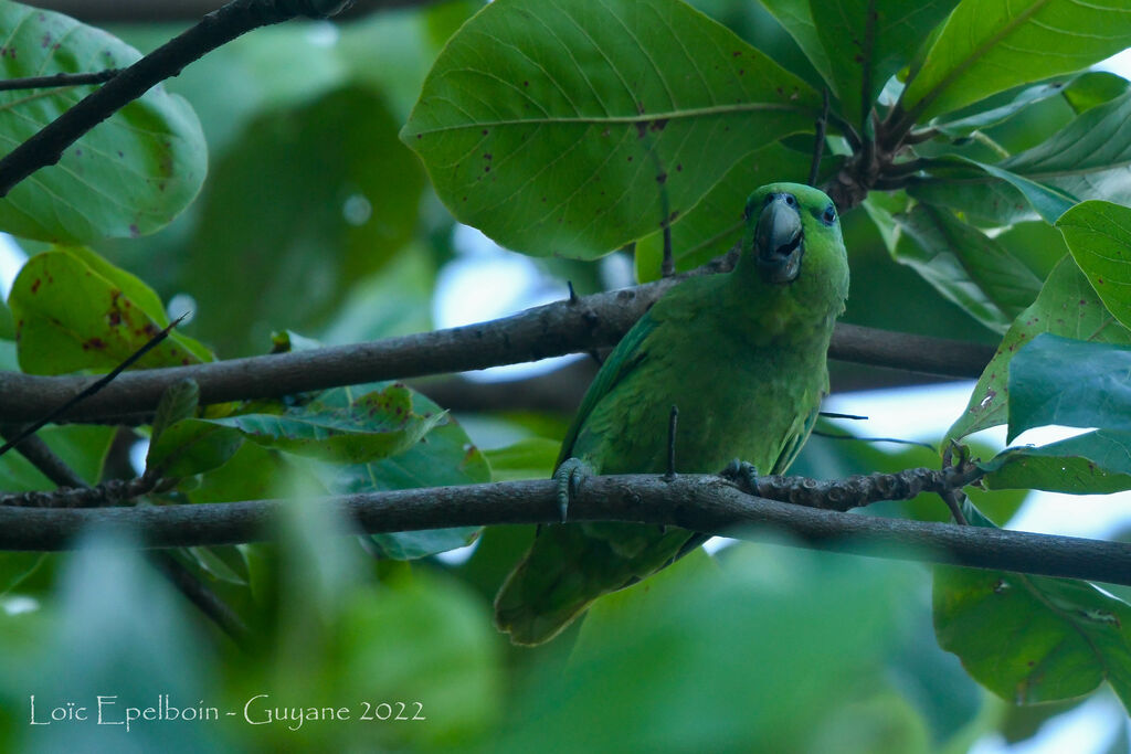 Short-tailed Parrot