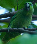 Short-tailed Parrot