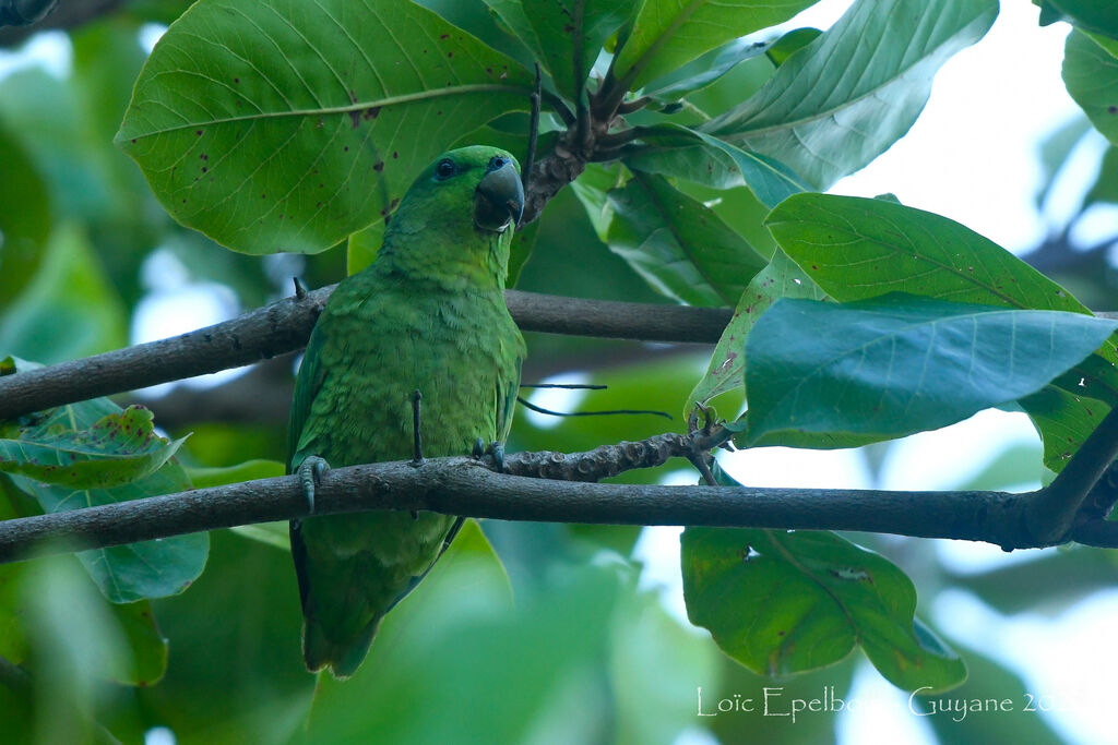 Short-tailed Parrot