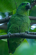 Short-tailed Parrot