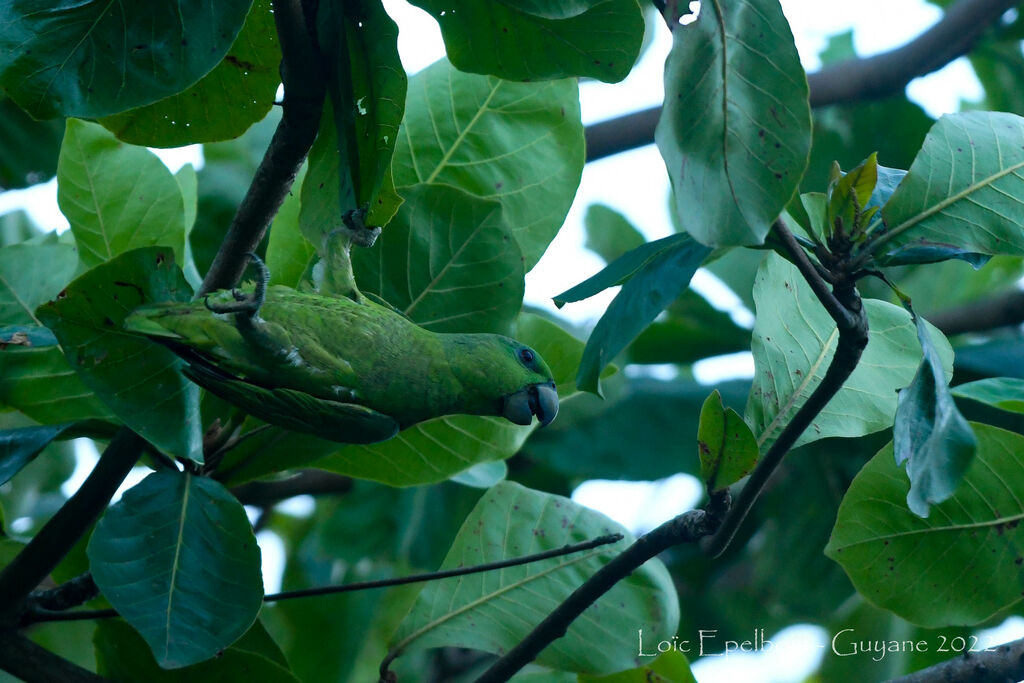 Short-tailed Parrot