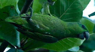 Short-tailed Parrot