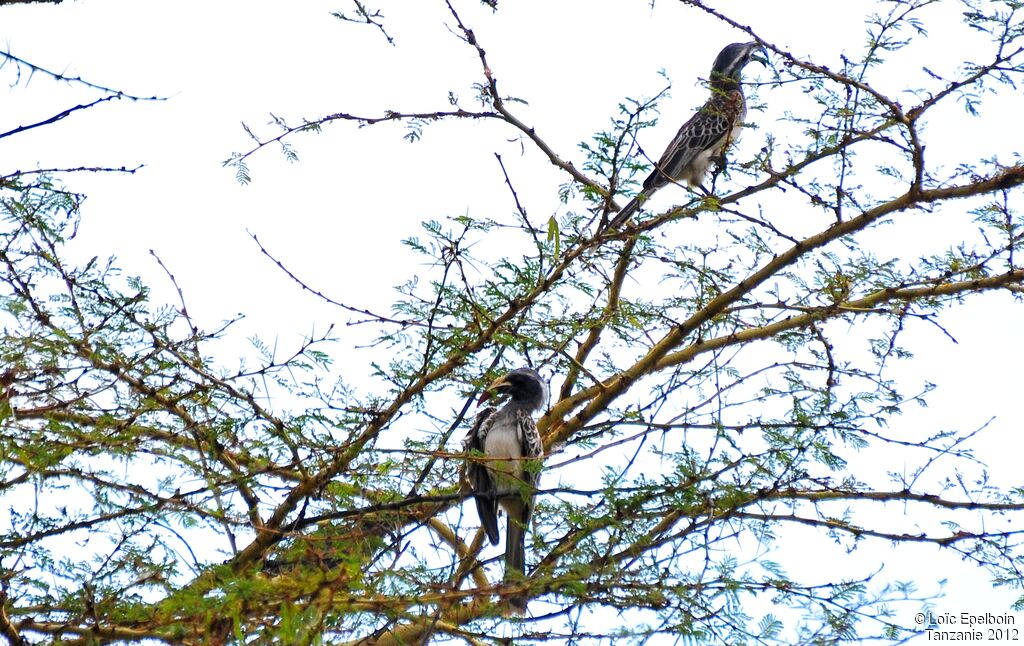 African Grey Hornbill