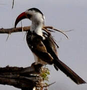 Northern Red-billed Hornbill