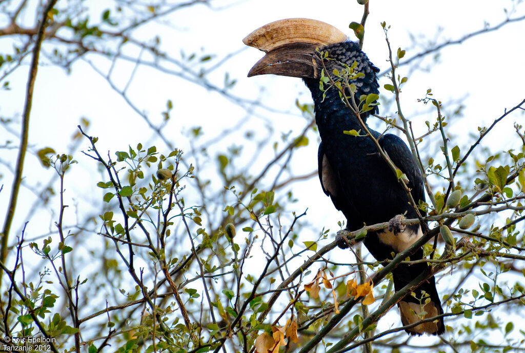 Silvery-cheeked Hornbill