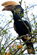 Silvery-cheeked Hornbill