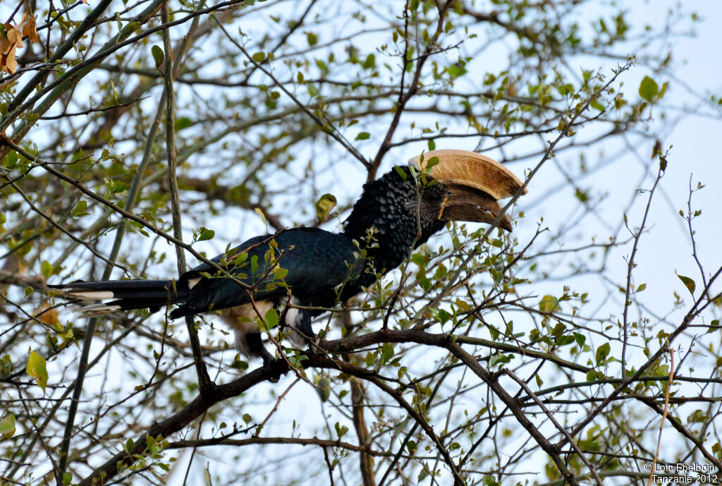 Silvery-cheeked Hornbill