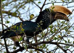 Silvery-cheeked Hornbill