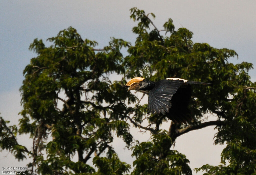 Silvery-cheeked Hornbill