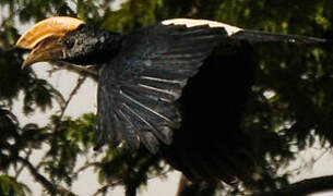 Silvery-cheeked Hornbill