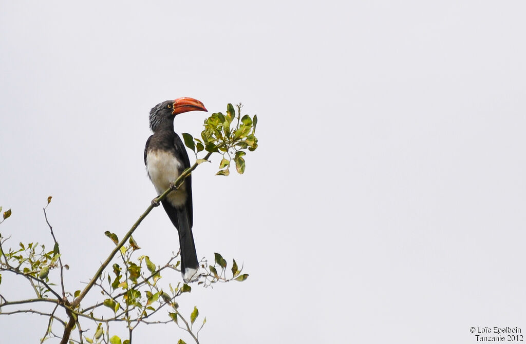 Crowned Hornbill
