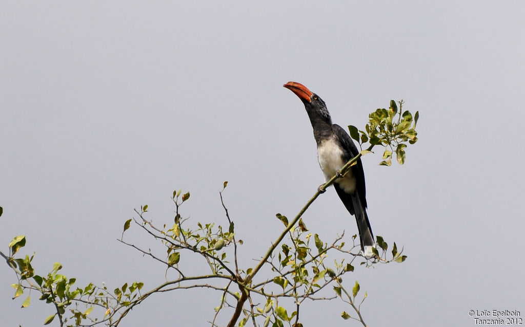 Crowned Hornbill