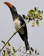 Crowned Hornbill