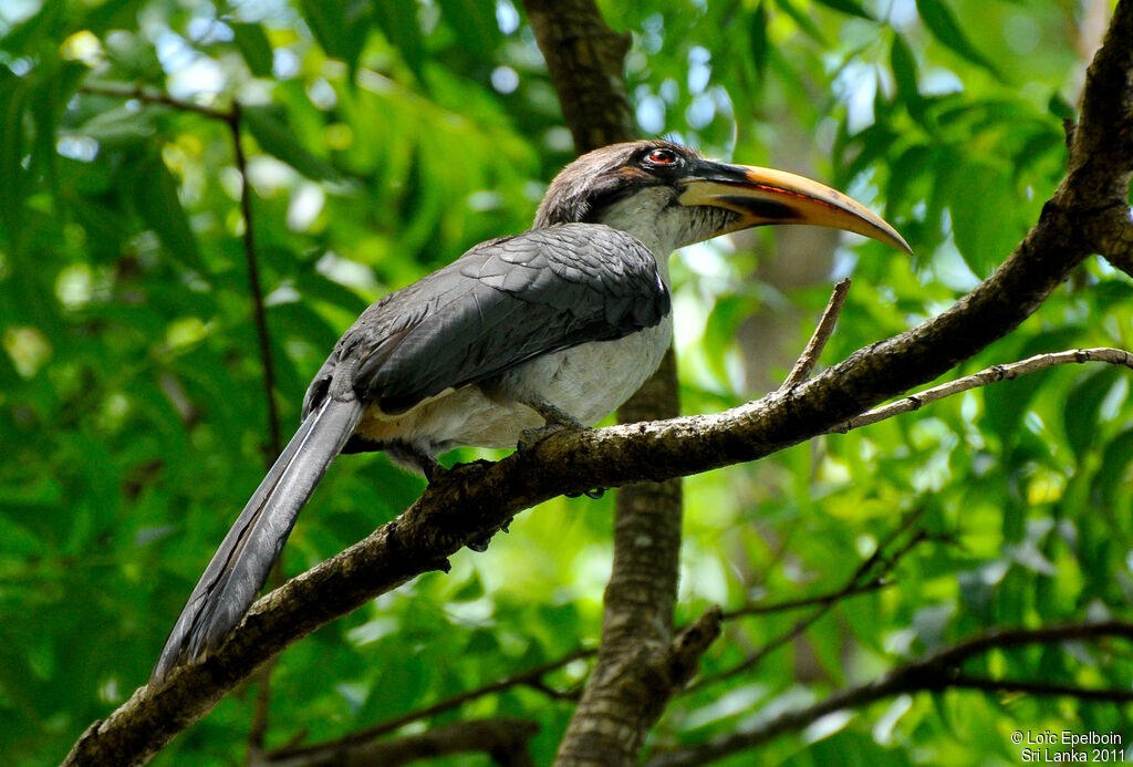 Sri Lanka Grey Hornbill