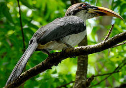 Sri Lanka Grey Hornbill