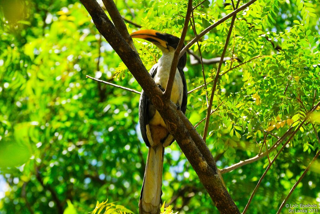 Sri Lanka Grey Hornbill