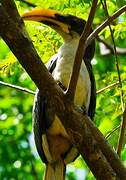 Sri Lanka Grey Hornbill