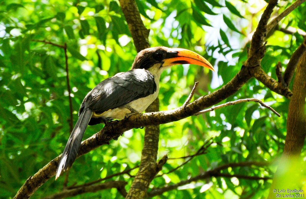 Sri Lanka Grey Hornbill