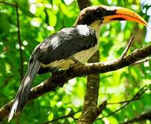 Sri Lanka Grey Hornbill