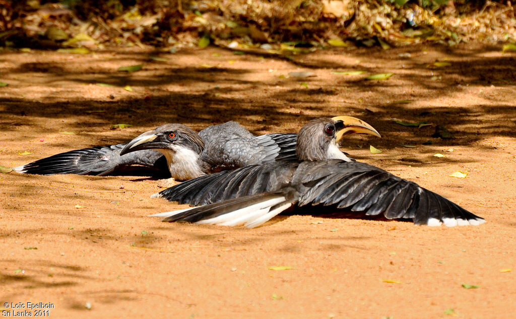 Sri Lanka Grey Hornbill