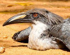 Sri Lanka Grey Hornbill