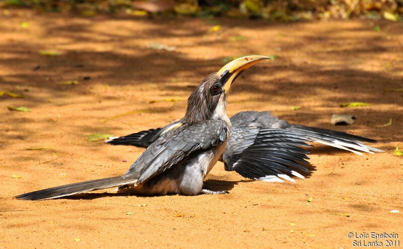 Sri Lanka Grey Hornbill male