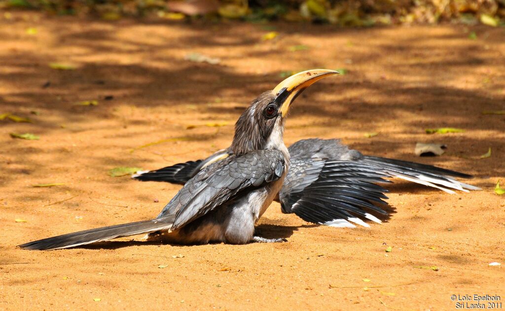 Sri Lanka Grey Hornbill male