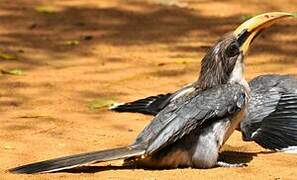 Sri Lanka Grey Hornbill