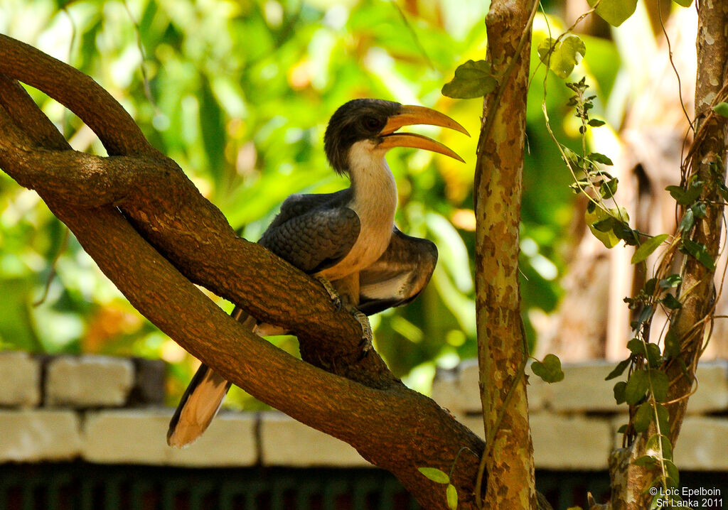 Sri Lanka Grey Hornbill