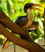 Sri Lanka Grey Hornbill