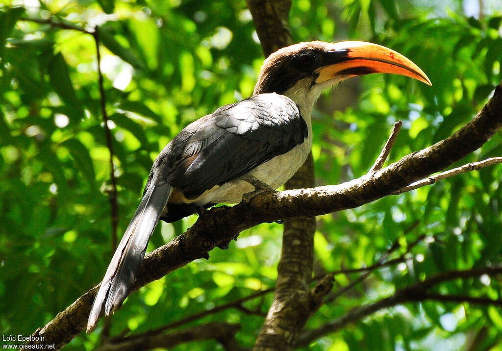 Sri Lanka Grey Hornbill