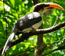 Sri Lanka Grey Hornbill