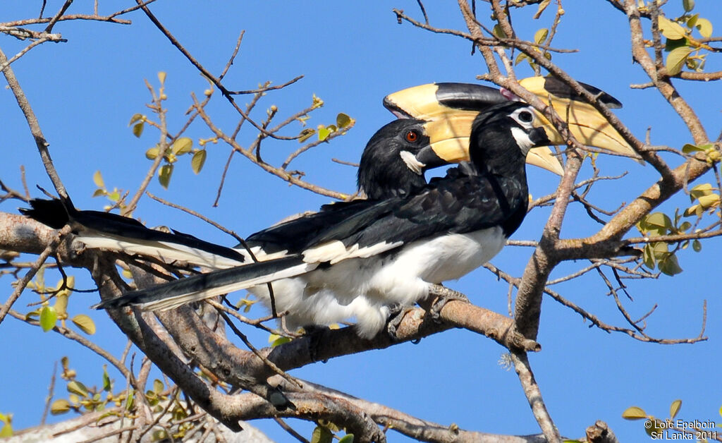 Malabar Pied Hornbill