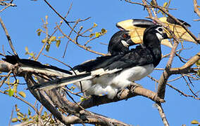 Malabar Pied Hornbill