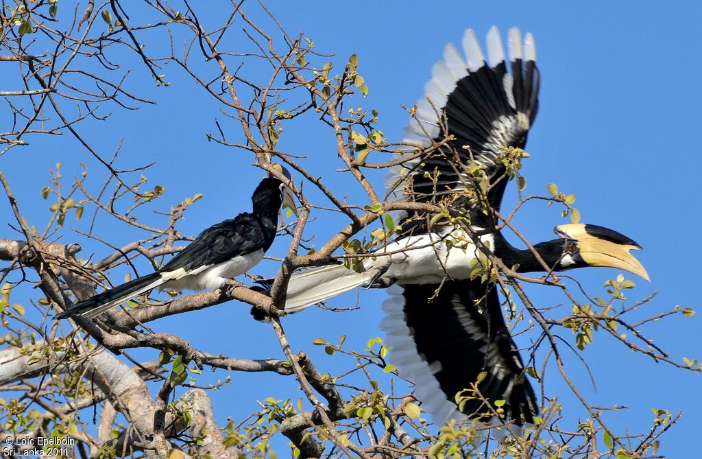 Malabar Pied Hornbill