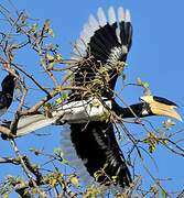 Malabar Pied Hornbill